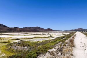 Salt marsh at Bahia Salinas - Isla Carmen