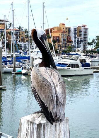 Marina El Cid – Mazatlán