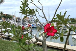 Marina El Cid – Mazatlán