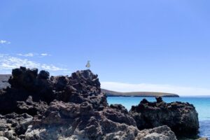 Seagull at Bahia Balandra