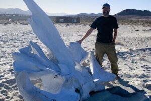 Whale bone at Bahia El Pescador