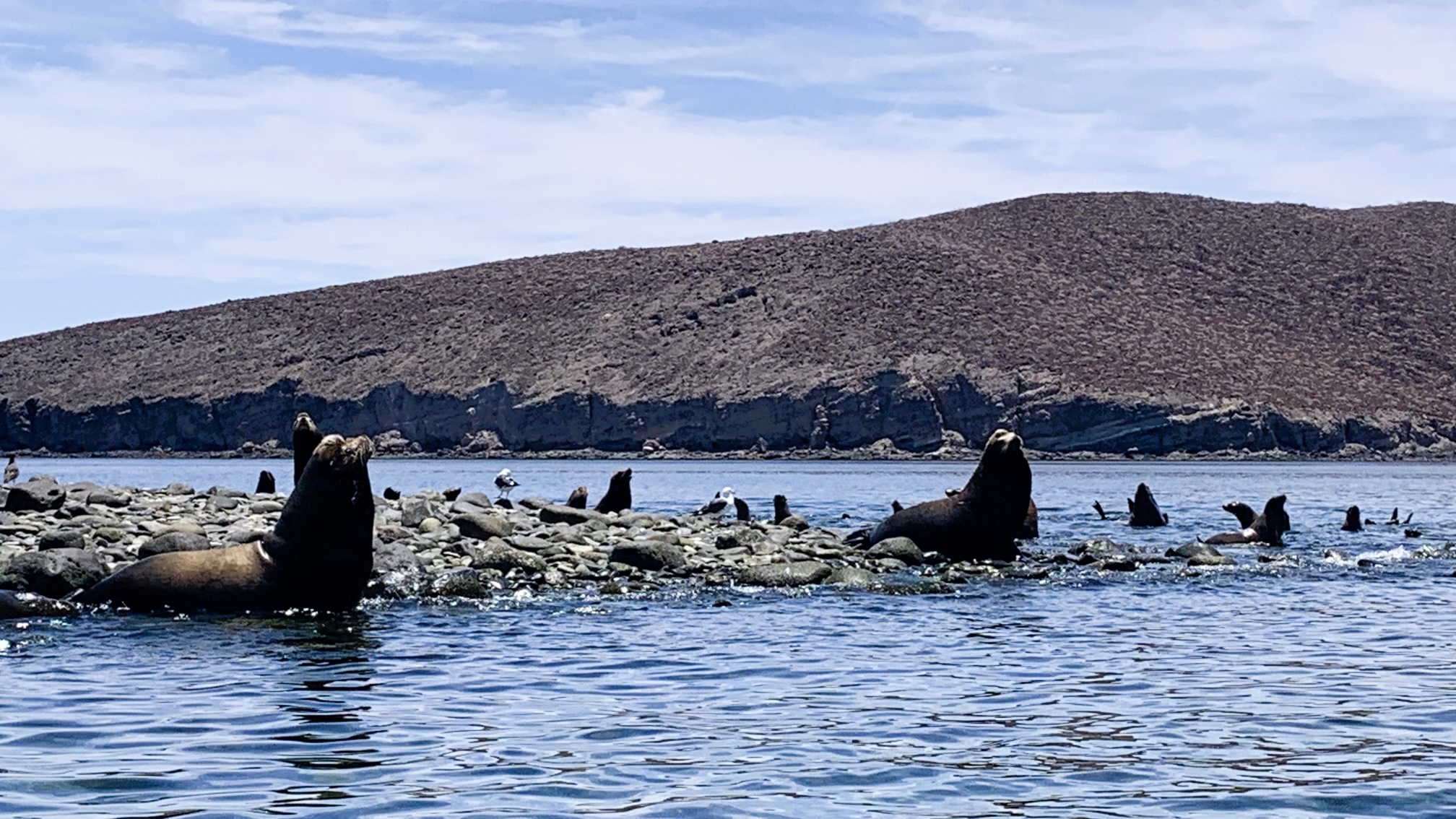 Sea Lions at Punta Soldado