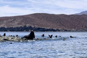 Sea Lions at Punta Soldado