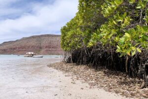 Bahia Ensenada - Isla Espiritu Santo