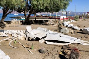 Whale bones in Bahia de Los Angeles