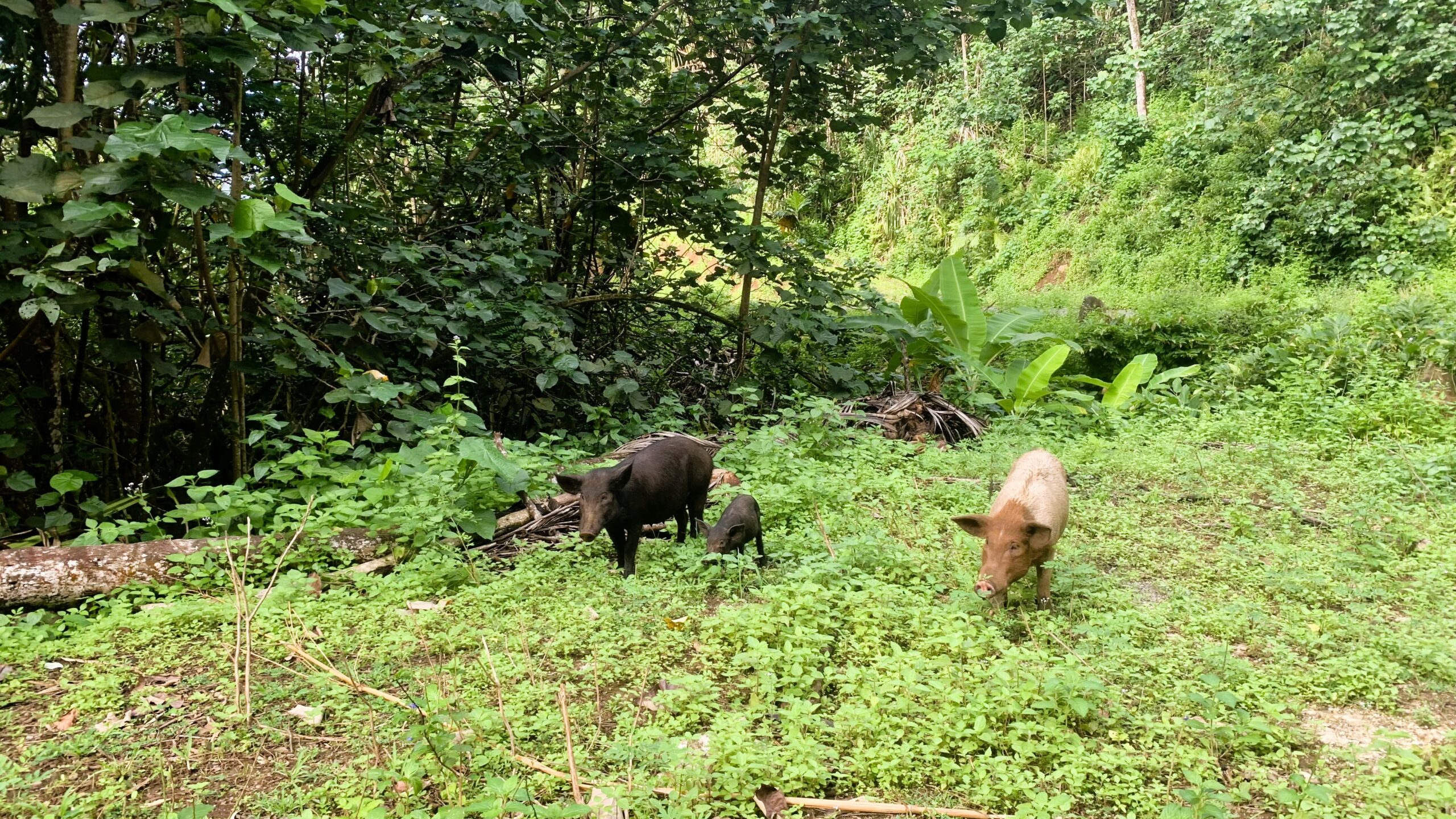 Wild pigs